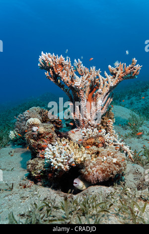 Small patchreef on sea weed with stone corals, Hashemite Kingdom of Jordan, Red Sea, Western Asia Stock Photo
