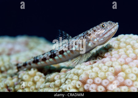 Variegated Lizardfish (Synodus variegatus) lying on stone coral, Hashemite Kingdom of Jordan, Red Sea, Western Asia Stock Photo