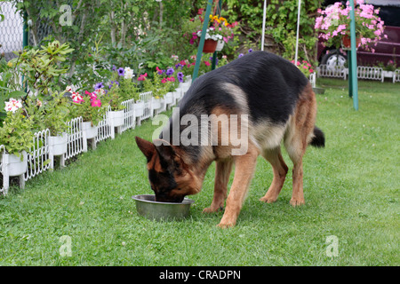 German Shepherd dog drinking water from a bowl in a garden Stock Photo