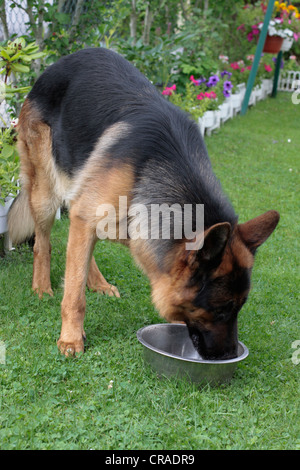 German Shepherd dog drinking water from a bowl in a garden Stock Photo