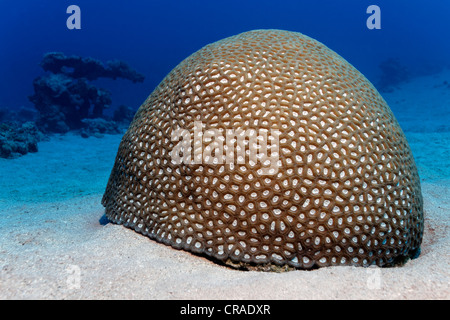 Large Favia coral (Favia sp.) with closed polyps on seaweed, Hashemite Kingdom of Jordan, JK, Red Sea, Western Asia Stock Photo