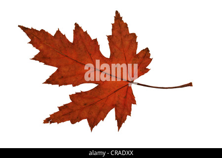 brown Maple Leaf on a bright background Stock Photo