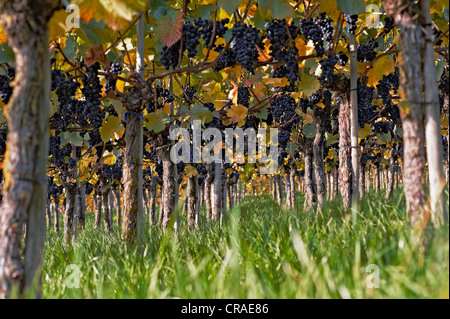 Vines with blue grapes and autumn vine leaves at Lake Constance, Baden-Wuerttemberg, Germany, Europe Stock Photo