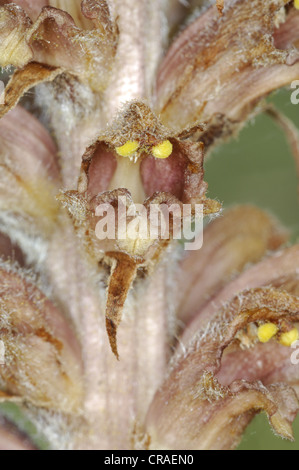 GREATER BROOMRAPE Orobanche rapum-genistae (Orobanchaceae) Stock Photo