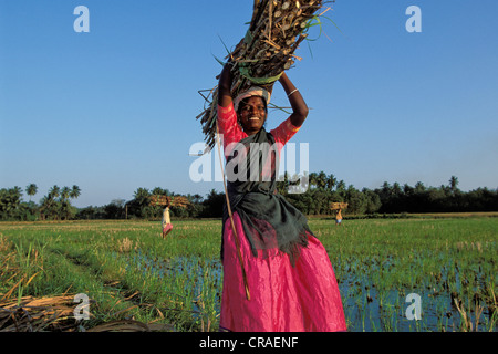 Woman, smiling, carrying bundles of sugarcane on her head, harvesting sugar cane, Swamimalai, Tamil Nadu, South India, India Stock Photo