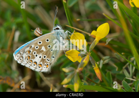 British Adonis Blue butterfly feeding on Horseshoe Vetch in typical southern England chalkland grassland environment Stock Photo