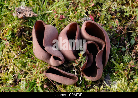 Bay cup fungus (Peziza badia), UK Stock Photo