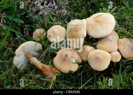 Earthy powdercap fungus (Cystoderma amianthinum) on moorland UK Stock Photo