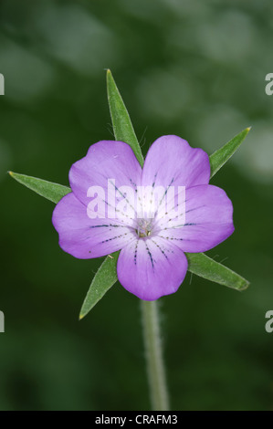 CORNCOCKLE Agrostemma githago (Caryophyllaceae) Stock Photo