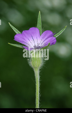 CORNCOCKLE Agrostemma githago (Caryophyllaceae) Stock Photo