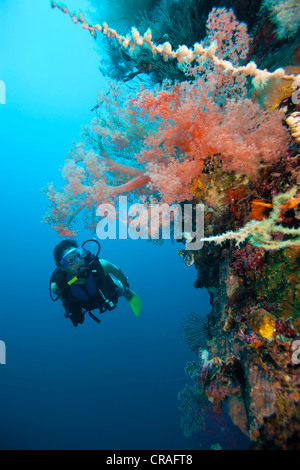 Scuba diver and Soft coral (Dendronephthya), Cebu, Philippines, Pacific Ocean Stock Photo