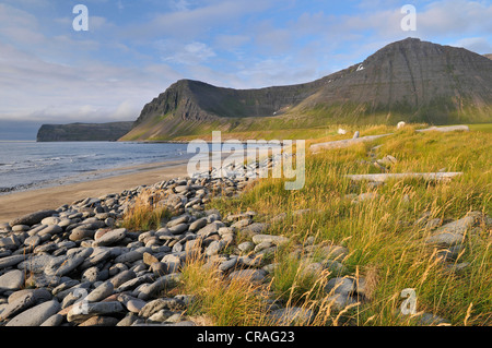 Stones and driftwood on the beach, Hælavík or Haelavik bay, Hornstrandir, Westfjords, Iceland, Europe Stock Photo