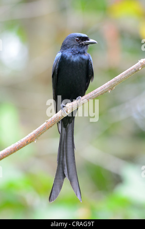 beautiful black drongo(Dicrurus macrocercus) Stock Photo