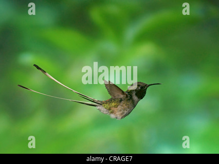 Peruvian Sheartail, hummingbird (Thaumastura cora), in captivity Stock Photo