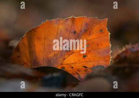 European Beech (Fagus sylvatica) leaf in autumn, Kellerwald, Hesse, Germany, Europe Stock Photo