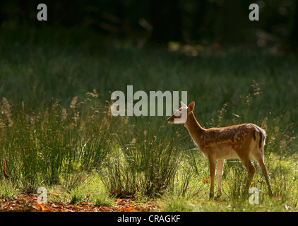 fallow-deer-dama-dama-wildpark-vosswinkel-hochsauerlandkreis