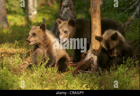 Young brown bears (Ursus arctos), Finland, Europe Stock Photo