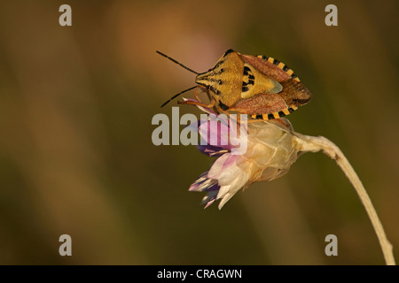 Stink bug (Carpocoris fuscispinus), Bulgaria, Europe Stock Photo