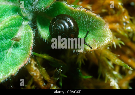 Black gloss snail / Shiny Glass Snail (Zonitoides nitidus: Zonitidae) in a marsh UK Stock Photo