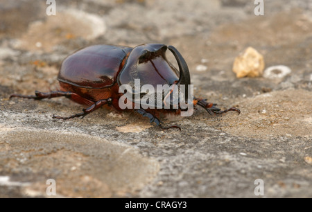 European rhinoceros beetle (Oryctes nasicornis), Bulgaria, Europe Stock Photo