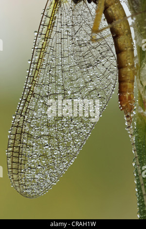 Mayfly (Ephemeroptera), wing, detail Stock Photo