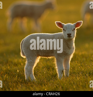 Texel sheep (Ovis Aries), lamb Stock Photo