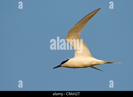 Sandwich Tern (Sterna sandvicensis) in flight Stock Photo