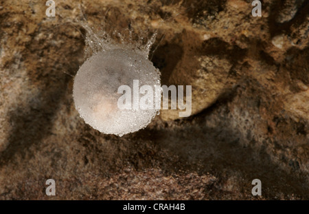 Egg sacs of the European Cave Spider (Meta Menardi) Stock Photo