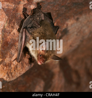 Bechstein's Bat (Myotis bechsteinii) Stock Photo