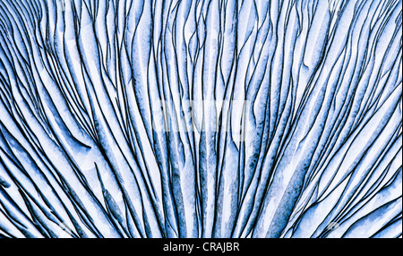 the Gills of a Portobello Mushroom inverted Stock Photo