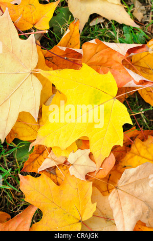 Autumn-coloured leaves of a maple tree lying on the lawn, Germany, Europe Stock Photo