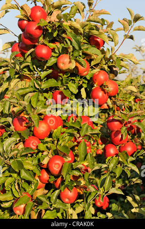 Red, ripe apples hanging from an apple tree in an orchard, Bodman, Lake Constance district, Baden-Wuerttemberg, Germany, Europe Stock Photo