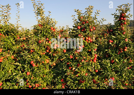 Red, ripe apples hanging from apple trees in an orchard, Bodman, Lake Constance district, Baden-Wuerttemberg, Germany, Europe Stock Photo
