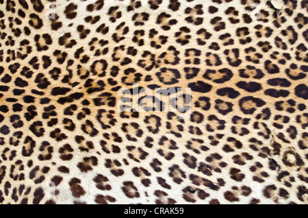 Close up image of real tiger skin texture for background use. Stock Photo