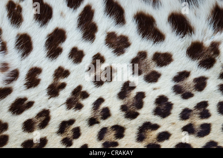 Real tiger fur for background. Stock Photo