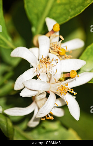 Lemon blossoms on a Lemon (Citrus × limon) tree in Sicily, Italy, Europe Stock Photo