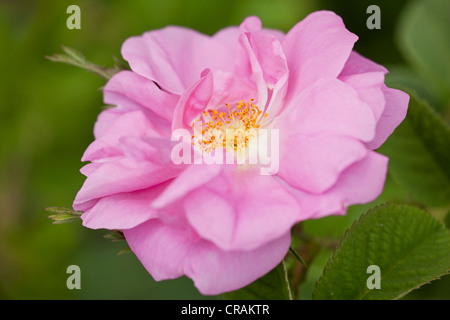 Blooming flower of a Damask Roses (Rosa damascena) in the Valley of Roses, Dades Valley, southern Morocco, Morocco, Africa Stock Photo
