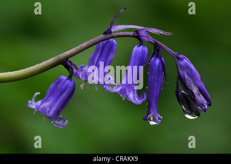 bluebell endymion non-scriptus wild flower woodland spring bulb blue Stock Photo