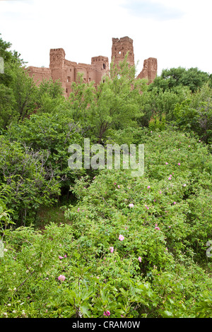 Shrubs of blooming Damask Roses (Rosa damascena) in front of a Kasbah made of clay in the Valley of Roses, Dades Valley Stock Photo