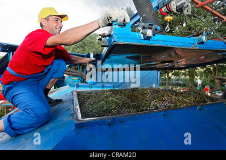 Man distilling lavender oil from freshly harvested, organically grown lavender (Lavandula) with an antiquated distillation plant Stock Photo