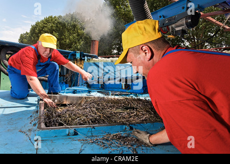 Men distilling lavender oil from freshly harvested, organically grown lavender (Lavandula) with an antiquated distillation plant Stock Photo