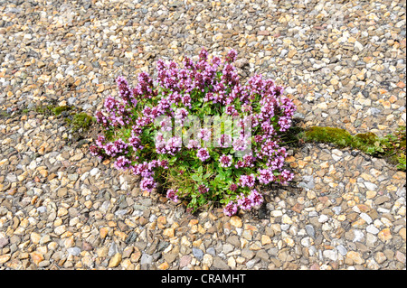 Large Thyme (Thymus pulegioides), growing from a crack in a tarmacked road, Germany, Europe Stock Photo