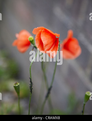 Three red poppy's and poppy seed heads against a brick wall background Stock Photo