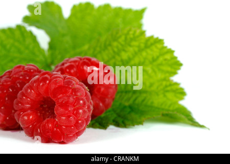 Red raspberries with green leaves on the withe background Stock Photo