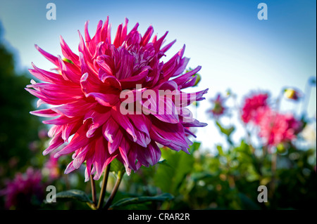 Dahlia (Dahlia) in the Dahlia Garden, Killesberg Park, Stuttgart, Baden-Wuerttemberg, Germany, Europe Stock Photo