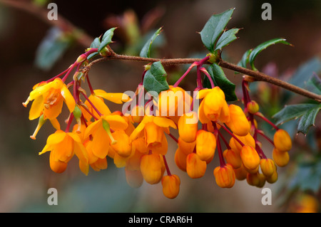 Berberis darwinii flowers in flower. Dorset, UK April 2012 Stock Photo