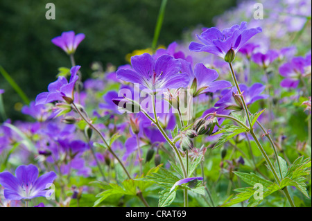 Blágresi or Wood cranesbill (Geranium sylvaticum), Þórsmoerk or Thorsmoerk mountain ridge, Icelandic highlands, Southern Iceland Stock Photo