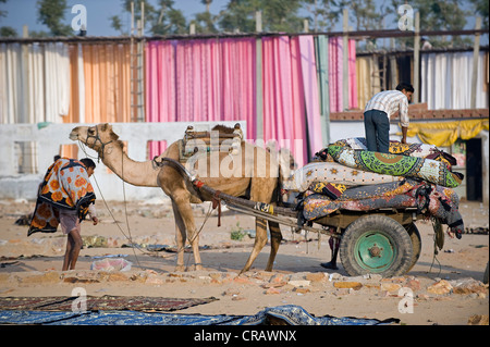 Camel pulling a two wheeled cart in front of dyed fabric, Sanganer dyeing centre near Jaipur, Rajasthan, India, Asia Stock Photo