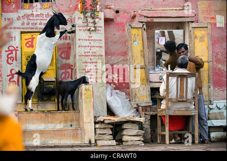 Goats and barber, Holy Stairs or Ghats, Varanasi, Ganges, Uttar Pradesh, India, Asia Stock Photo