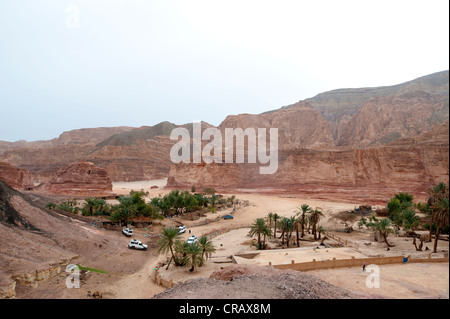 Bedouin oasis in the Sinai Stock Photo